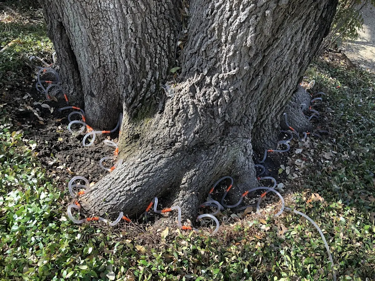 Detailed Tree Cabling and Bracing job site in Minidoka