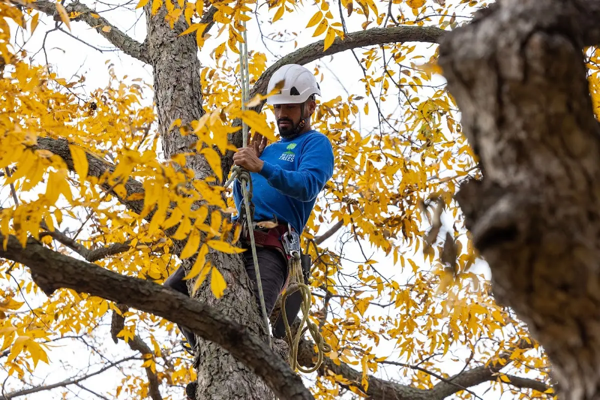 Skilled Tree Pruning crew working in Minidoka