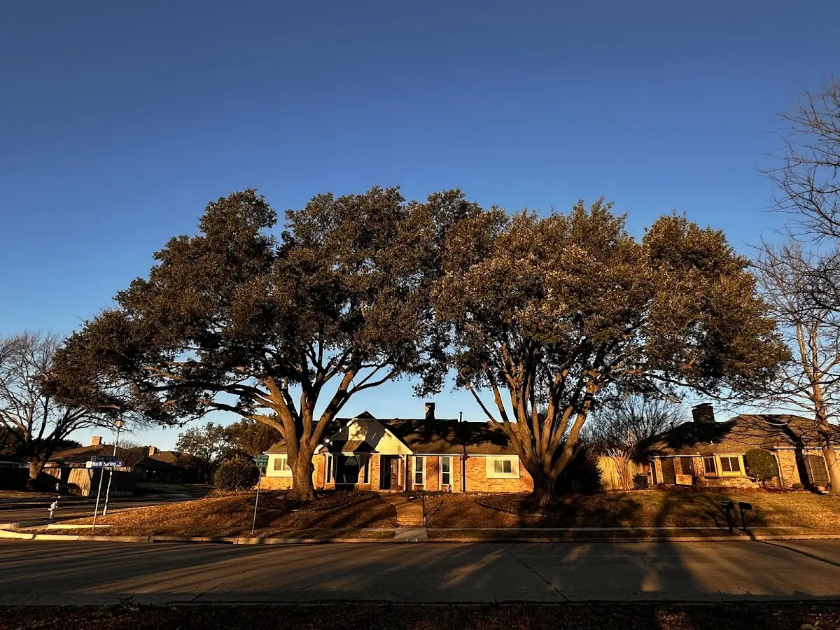 Established residential canopy tree shading a home in Minidoka